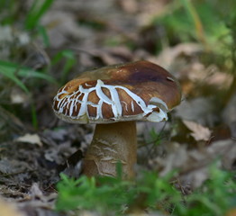 mushroom in the forest
