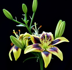 Obraz premium lily flower isolated on black