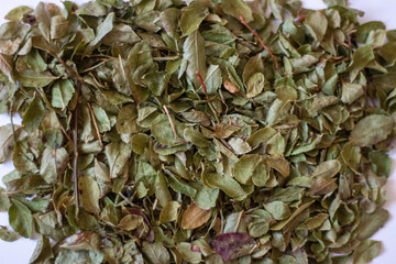 Dried blueberry leaves for making tea