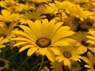 yellow chrysanthemum flowers macro photography valley of flowers Uttarakhand 
