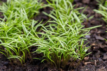 Young dill sprouted from seed