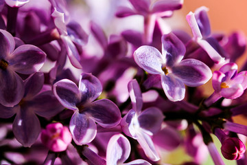 Fototapeta na wymiar Wild Common Lilac flowers also known as Syringa vulgaris tree blossom blooming in spring.