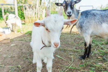 Obraz premium Cute young baby goat relaxing in ranch farm in summer day. Domestic goats grazing in pasture and chewing, countryside background. Goat in natural eco farm growing to give milk and cheese.