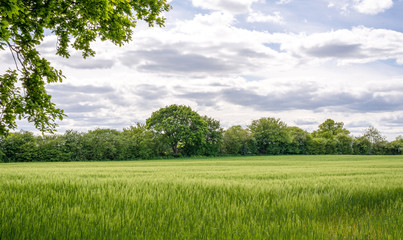 A field of crops.
