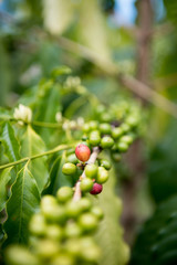Coffee plants