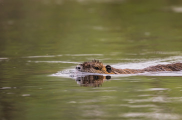 Hermosa escena en la que se puede ver un coipo (myocastor coypus) nadando tranquilamente en las tranquilas aguas de un río. Su cabeza y espalda se ven en la superficie del agua.