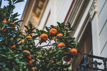 Bitter oranges growing on a branches of a Citrus aurantium tree