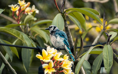 blue tit perched on a wire
