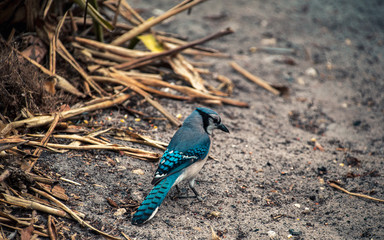 blue bird on the ground