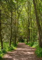 Path through the woods