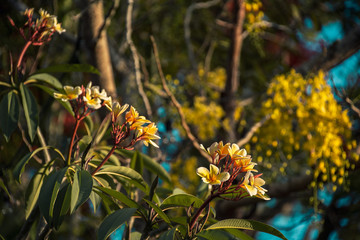 Blooming yellow orange flower in the evening sun