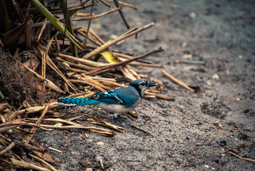 Blue Jay on the ground