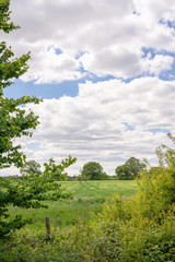Fototapeta premium A field of crops.