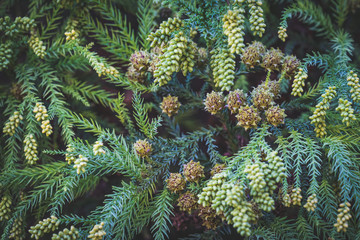 Branches with pollen cones and seeds of Japanese cedar