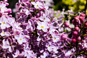 Wild Common Lilac flowers also known as Syringa vulgaris tree blossom blooming in spring.