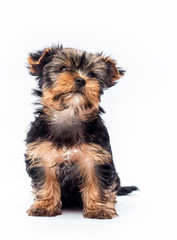 Yorkshire Terrier puppy sitting on a white background