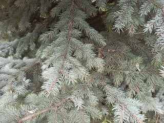 Blue spruce branches