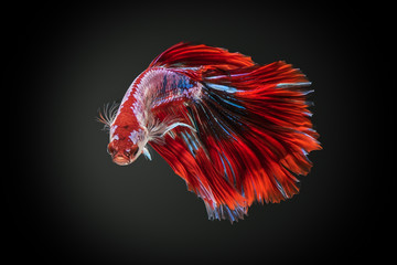 Siamese betta fighting fish 