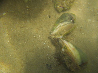 marine wildlife in the Mediterranean Sea
