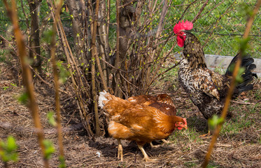 an important beautiful rooster guards his chickens walking in the garden