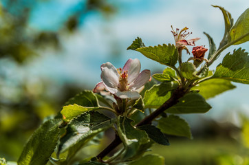 Apple flower on a twig