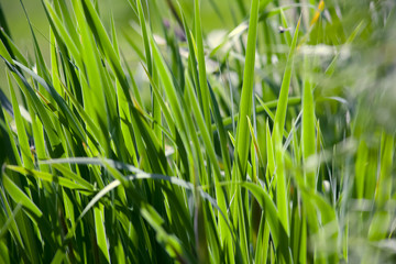 Green grass in the background of bright sunlight from the back