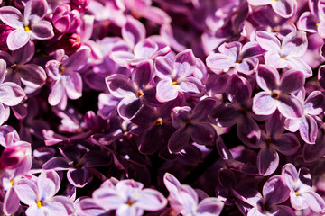 Fototapeta na wymiar Wild Common Lilac flowers also known as Syringa vulgaris tree blossom blooming in spring.