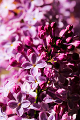 Wild Common Lilac flowers also known as Syringa vulgaris tree blossom blooming in spring.