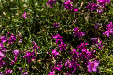 Purple flowers in the field