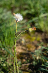 Two tiny green flower stems with faded flowers on a green lawn in summer