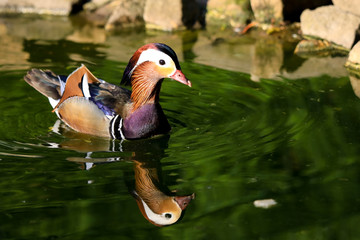 Ptaki © marcinbawiec