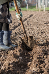 a woman in the spring prepares beds for planting seeds, making marks in the ground with a shovel © Irina