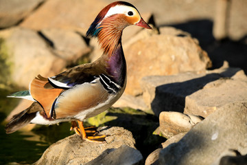 Ptaki © marcinbawiec