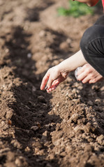 A woman plants seeds in the garden in the spring