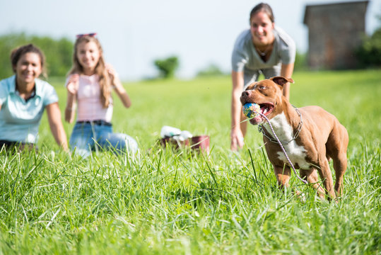 amici a quattro zampe