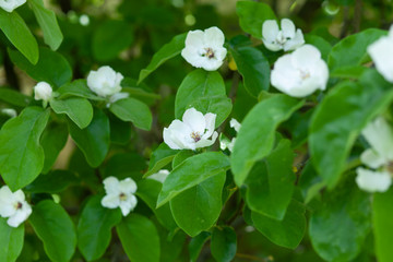 white flower in tree