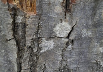 tree bark texture