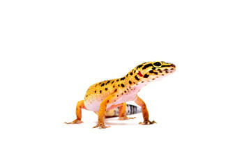 ヒョウモントカゲモドキ