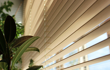 wooden shutters inside the house with a green plant on the window