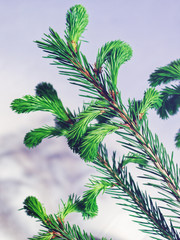 The spruce branch with young green sprouts is on a gradient white-gray background and casts a shadow on it. Seasonal summer and New Year's image. Copy space. Natural background.