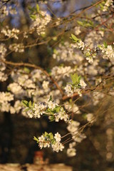 blooming apple tree