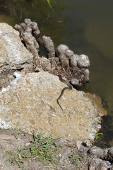 Snake sunny itself on rock on warm spring day