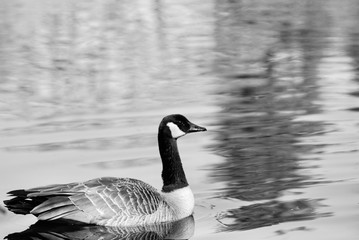 canada goose 