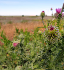 wild flowers in the field