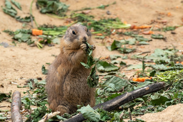 vegetarian food eaten by cute prairie dog 