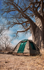 Camping next to a Baobab tree in Botswana, Africa
