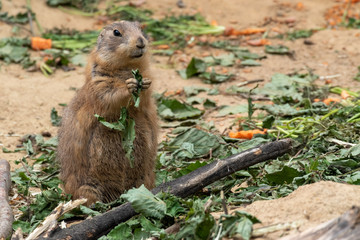 cute little animal prairie dog on the ground eating grass 