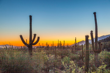 cactus with golden sunset and blue sky