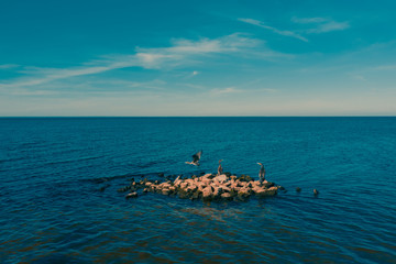 Obraz premium migratory bird Cormorant seat on rock and fly Kyiv Reservoir, Ukraine. drone - Aerial Flight