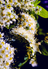 Wild Sorbus, Red Rowan and Mountain ash tree blossoms blooming in spring.